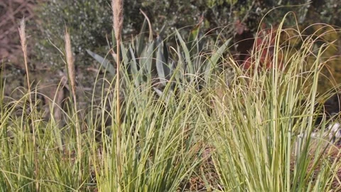Grass and wind Stock Footage 235901274