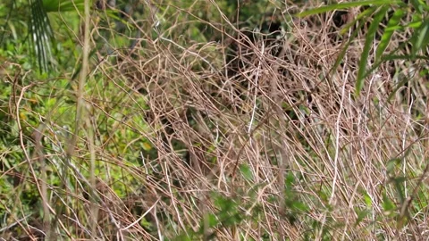 Grass and wind Stock Footage 236689179