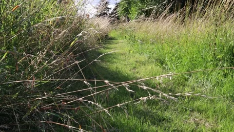 Grass and wind. Stock Footage 247017405