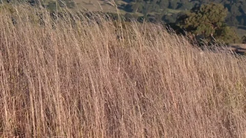Grass and wind Stock Footage 322076734