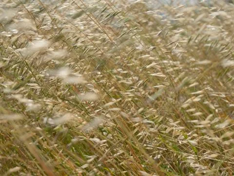 Grass and  wind Stock Photos
