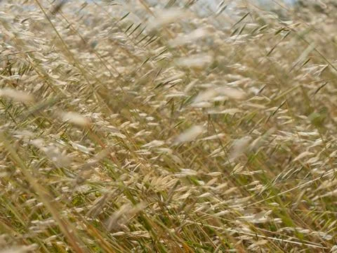 Grass and  wind Stock Photos