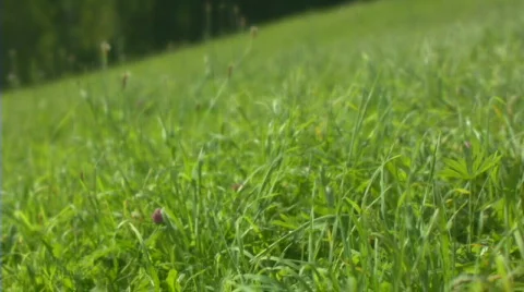 Grass and wind. Slow mo Stock Footage 512077