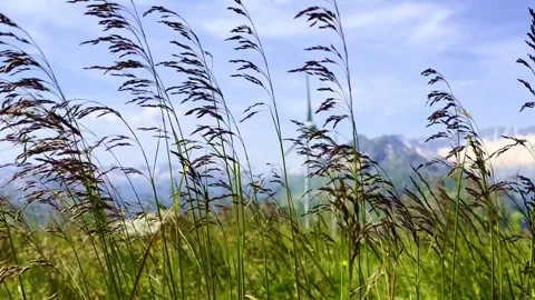Grass and a Wind Turbine in a Windy Day and a Sunny Summer Day with Mountain Stock Footage 293673362
