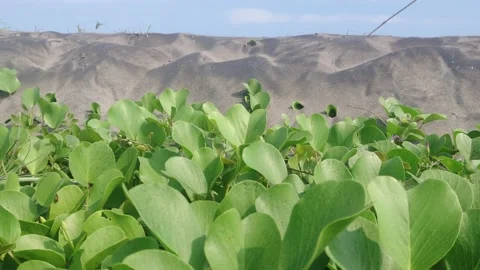 Grass And Wind Under Sands Stock Footage 205032060