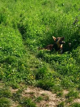 Grass and wolf Stock Photos