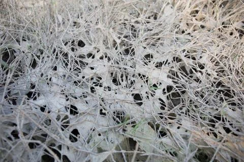 Grass around the marsh Stock Photos