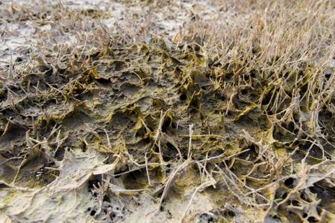 Grass around the marsh Stock Photos