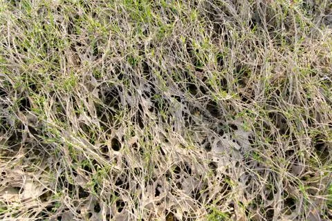 Grass around the marsh Stock Photos