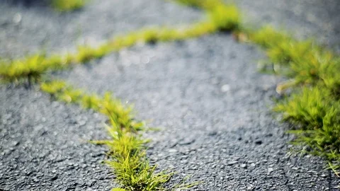 Grass in asphalt crack 動画素材 96039567