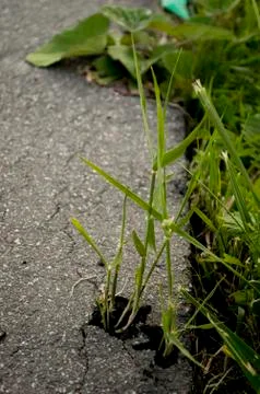 Grass from asphalt (forces of nature) Stock Photos