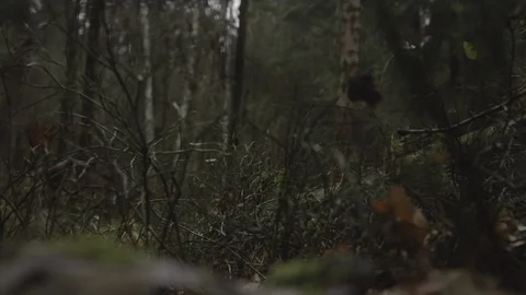 Grass in an autumn forest Video stock 100782878