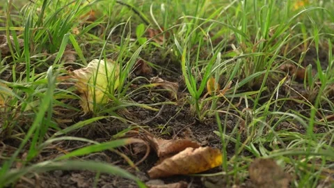 Grass In Autumn On A Ground Background Stock Footage 161970088