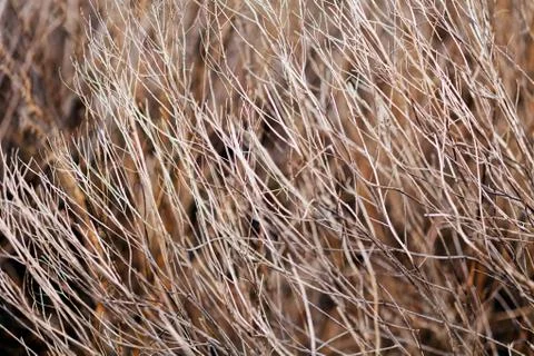 Grass in autumn or spring Stock Photos