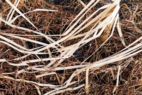 Grass in autumn or spring Stock Photos