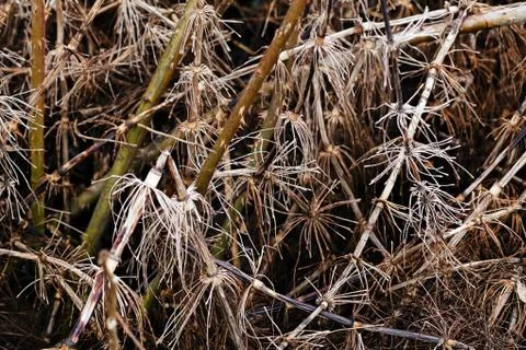 Grass in autumn or spring Stock Photos