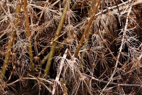 Grass in autumn or spring Stock Photos