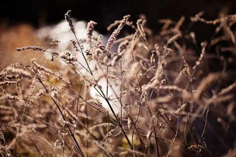 Grass in autumn or spring Stock Photos