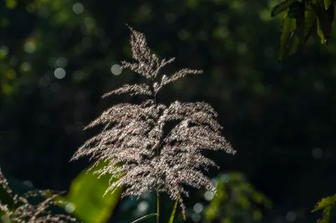 Grass in autumn Foto stock