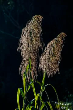 Grass in autumn Foto stock