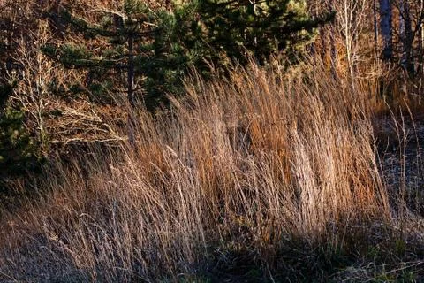 Grass in autumn Stock Photos