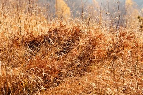 Grass in autumn Stock Photos