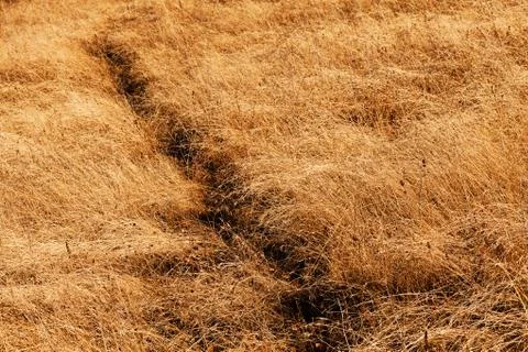 Grass in autumn Stock Photos