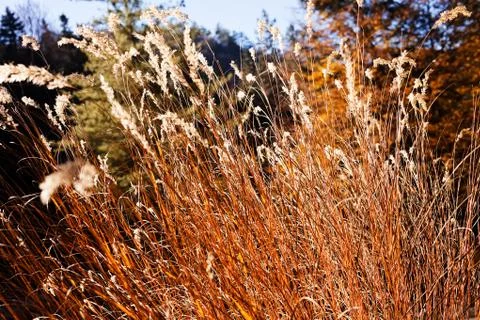 Grass in autumn Stock Photos