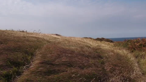 The grass in autumn sways in the wind Stock Footage 159299107