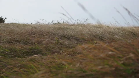 The grass in autumn sways in the wind Stock Footage 159304565