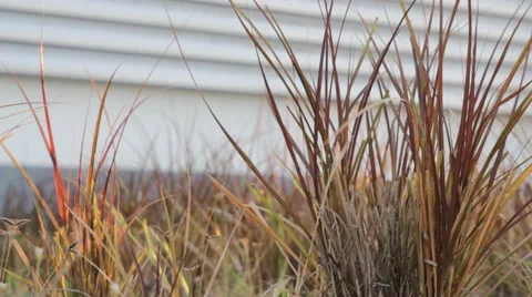 Grass at back factory, video Stock Footage 45897635