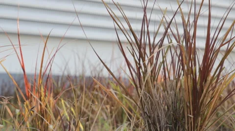 Grass at back factory, video Stock Footage 45906134