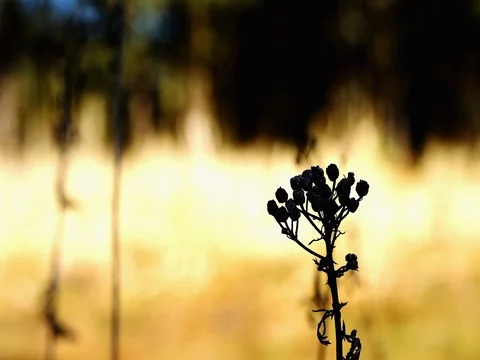Grass in back light Stock Footage
