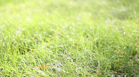 The Grass Background 2 Stock Footage 31404178