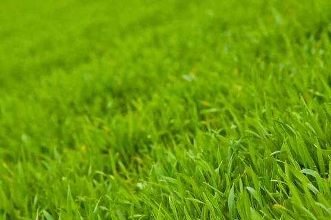 Grass background 2 Stock Photos