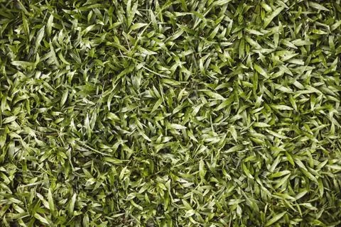 Grass background, Abstract texture background of grass with vintage color. Stock-Fotos