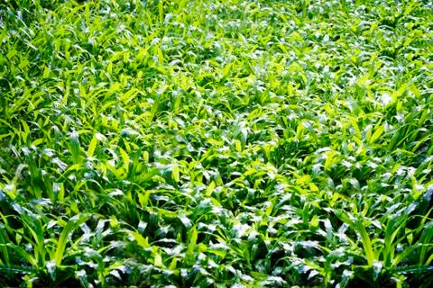 Grass background after the raining Stock-Fotos