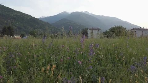 Grass on a background of the Alps, blue mountains in the distant, snow-capped mo Video stock 149504376