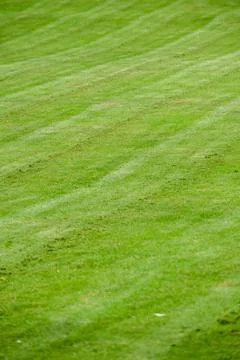 Grass background at an angle freshly cut green lawn Stock Photos