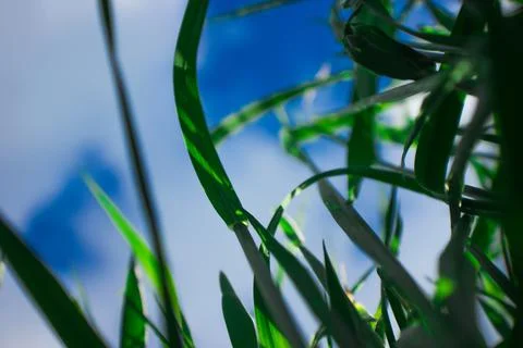 Grass on a background of blue sky. Grass close-up. Natural background. Stock Photos