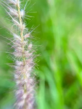 Grass background blurred nature background Stock Photos