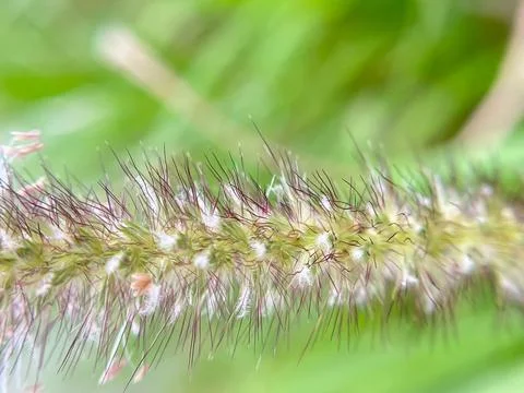 Grass background blurred nature background-1 (5) Stock Photos