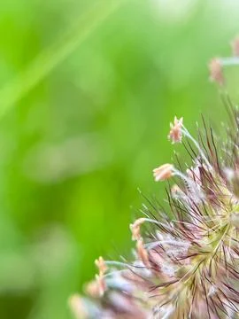 Grass background blurred nature background-1 (4) Stock Photos