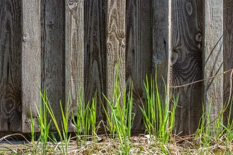 Grass on the background of boards. Stock Photos
