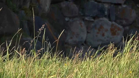 Grass on the background of the castle Video stock 93296812