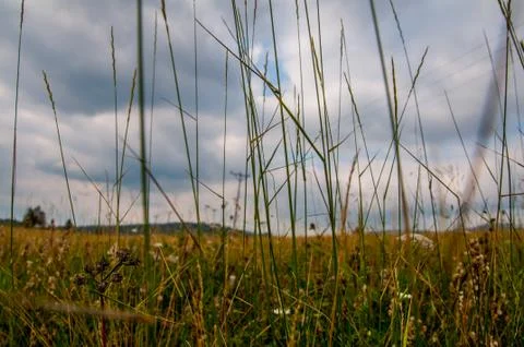 Grass on the background of the clouds Stock Photos