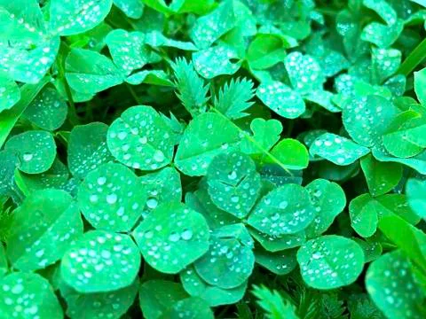 Grass background - clover with dew. Stock Photos