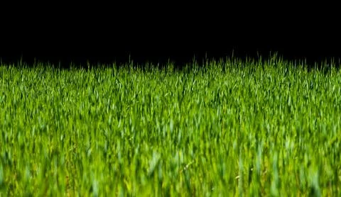 Grass background on dark backdrop. Grass overlay with vivid green. Grass la.. Stock Photos