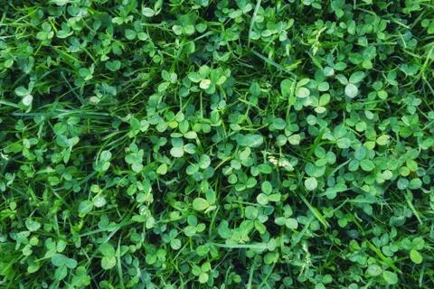 Grass as a background for design idea. Stock Photos