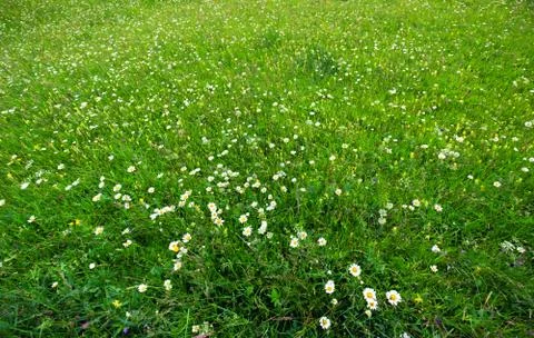 Grass as a background for design idea. Stock Photos